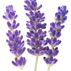 رایحه گل اسطوخودوس lavender note